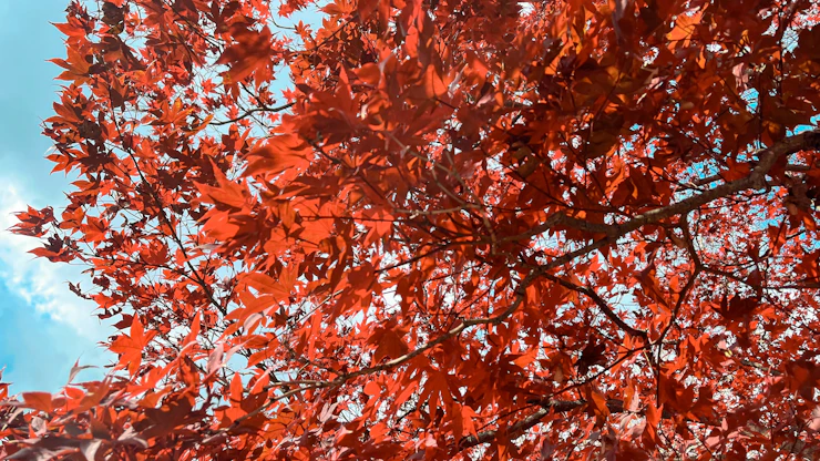 Abschied nach 150 Jahren: Markante Blutbuche am Botanischen Garten muss weichen