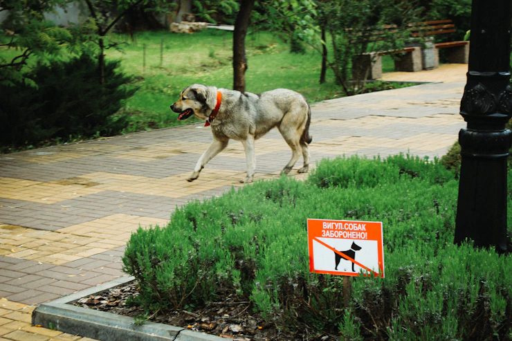 Gefährliche Köder entdeckt: Wurst mit Schrauben bei Jena ausgelegt