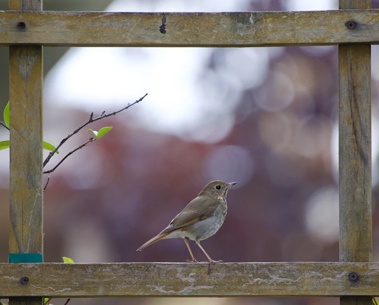 Neues Meldeportal gestartet: NABU Jena sagt Vogelschlag den Kampf an