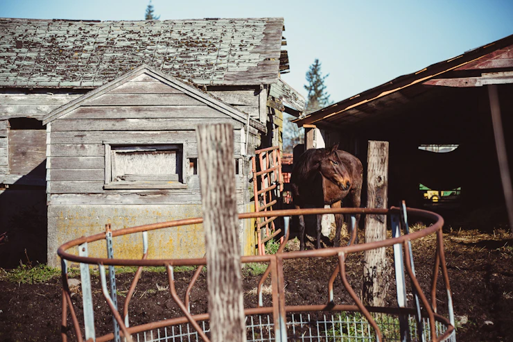 Ungewisse Zukunft in Laasan: Was passiert mit den Pferden der "Green Heart" Ranch?