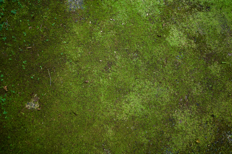 Jenaer Studie enthüllt: Warum Moose die heimlichen Helden unserer Wälder sind