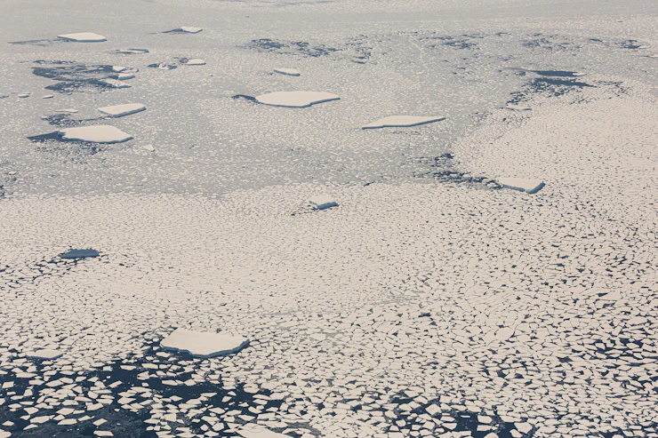 Vogelgrippe in der Antarktis: Jenaer Forscher schlagen Alarm