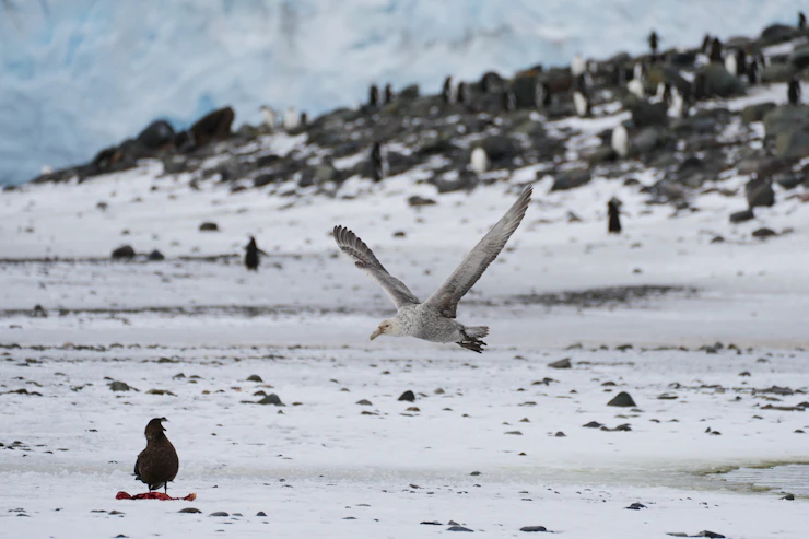 Vogelgrippe in der Antarktis: Jenaer Forscher warnen vor fatalen Folgen für Pinguine