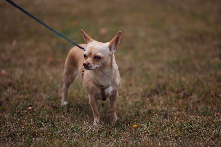 Hund beißt 73-Jährige in Jena-Süd: Ermittlungen gegen Jugendliche