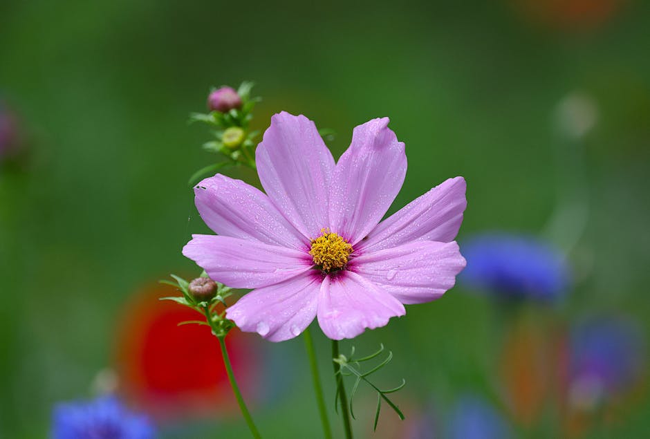 Naturnahe Gärten in Jena: VHS bietet Grundlagenkurs für mehr biologische Vielfalt