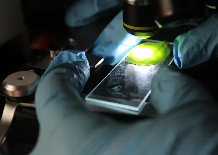Symbolbild: Max-Planck-Institut in Jena knackt jahrhundertealtes Rätsel um Malaria-Wirkstoff Chinin