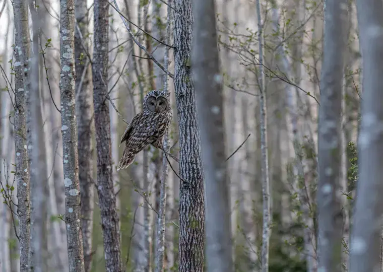 Symbolbild: Akustisches Monitoring: Jenaer Forscher belegen Bedeutung von Waldtypen für die Vogelwelt