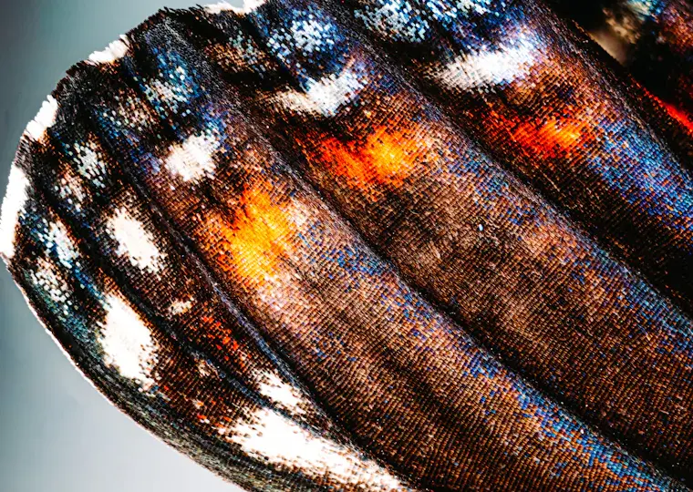 Symbolbild: Neue Software der Uni Jena automatisiert Schmetterlings-Analyse