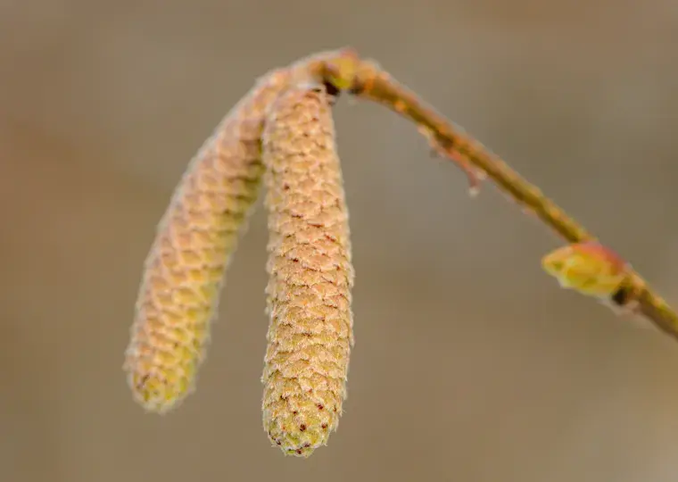 Symbolbild: Pollenalarm in Jena: Hohe Belastung durch Birke und Esche