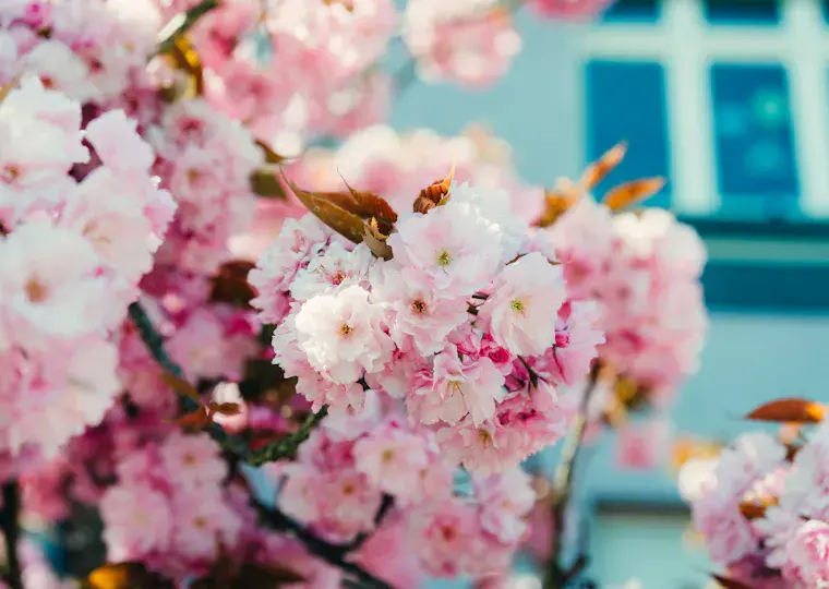 Symbolbild: Rosa Naturschauspiel: Die schönsten Orte für die Kirschblüte in Jena