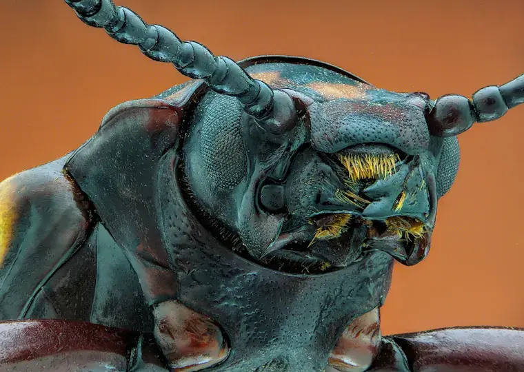 Symbolbild: Forscher aus Jena zeigen: Millionen Jahre alte Insekten-Symbiosen sind zerbrechlicher als gedacht