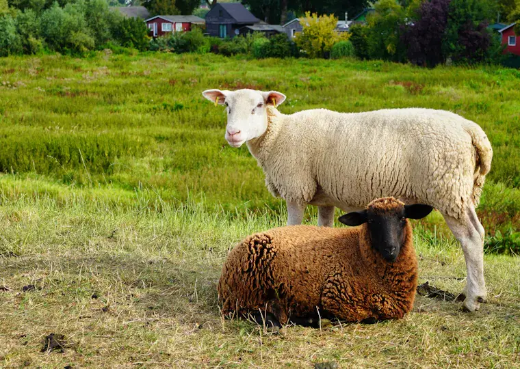 Symbolbild: Glennkill bei der Kulturarena 2026: Ein Schafskrimi auf dem Theatervorplatz