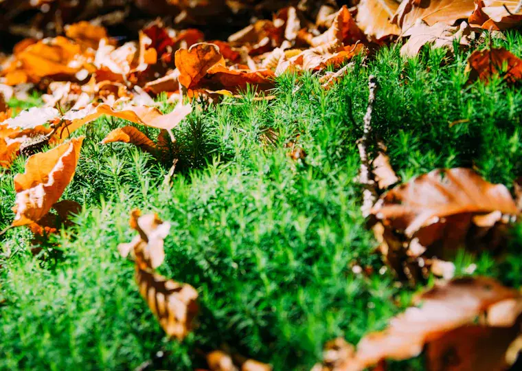 Symbolbild: Gefährliche Funde im Wald: Polizei Jena stellt Bärenfalle bei Cospeda sicher