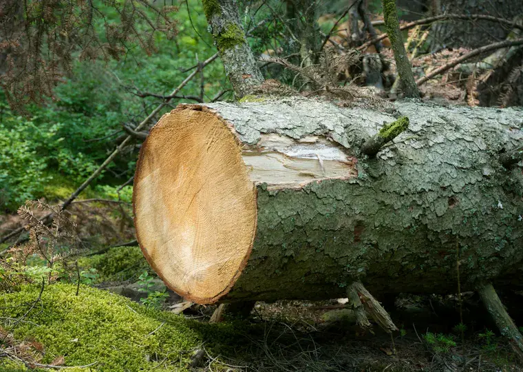 Symbolbild: Illegale Baumfällung am Birnstiel: Carl-Zeiss-Siedlung GmbH rodet acht Bäume ohne Genehmigung