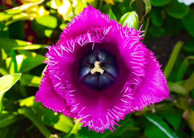 Symbolbild: Blühendes Engagement: Wie ein Rentner in Jena für die schönste Auffahrt der Stadt sorgt