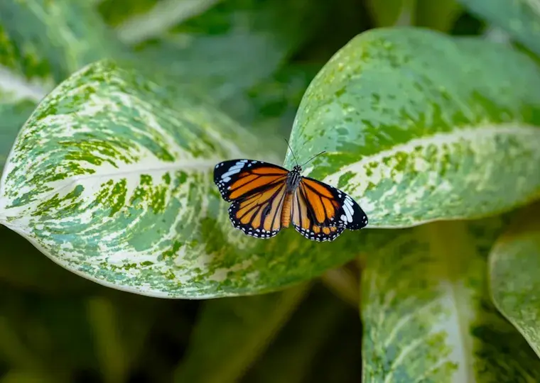 Symbolbild: Schmetterlingssaison im Botanischen Garten in Jena ist gestartet