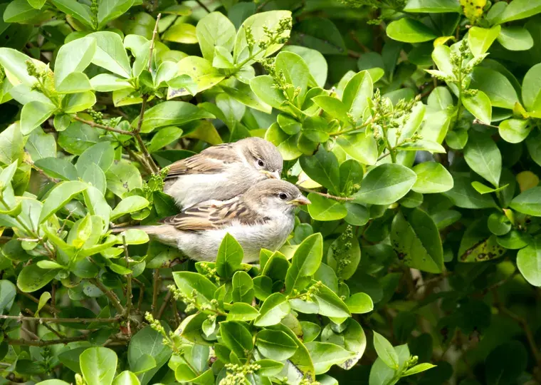 Symbolbild: Vogelzählung in Thüringen: Deutlicher Rückgang bei Spatzen und Schwalben