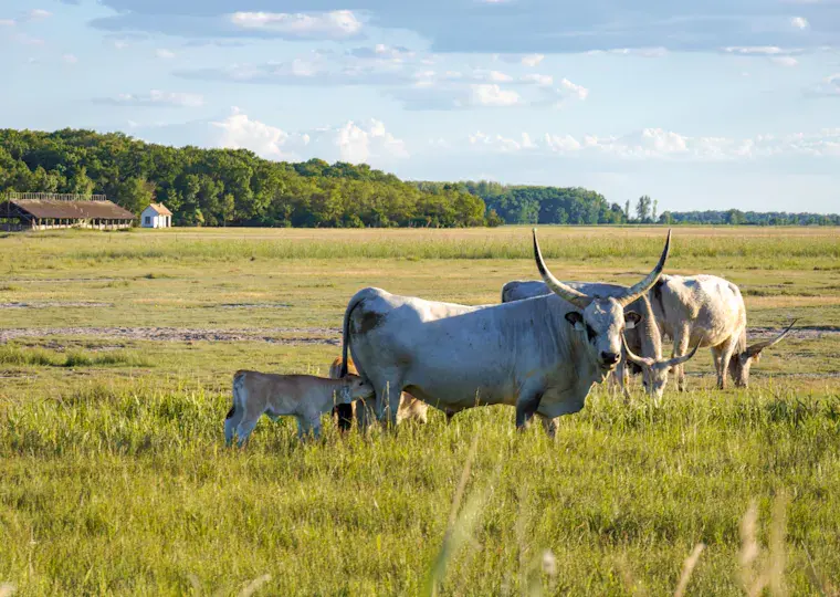 Symbolbild: Tierischer Einsatz auf der L3007: Kalb auf Abwegen wohlbehalten zurück