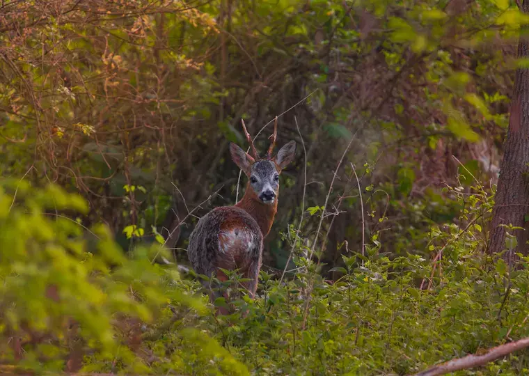 Symbolbild: Verdacht auf Jagdwilderei bei Oßmaritz: Polizei sucht Zeugen