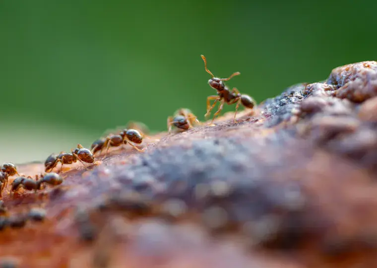 Symbolbild: 30 Hektar große Superkolonie: Invasive Ameisenart überrennt Jenaer Innenstadt
