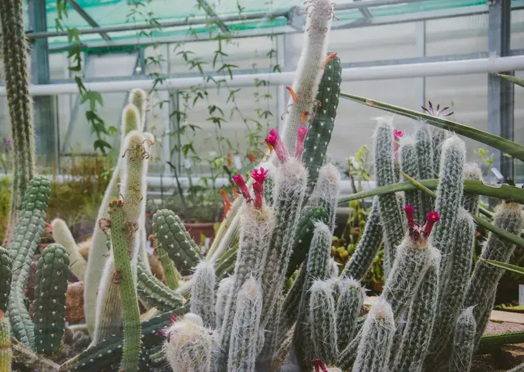 Symbolbild: Seltene Pflanzen und kulinarische Angebote: 18. Raritätenbörse im Botanischen Garten