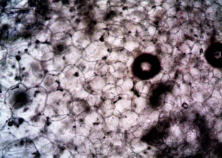 Symbolbild: Mitochondrien-Rätsel gelöst: Wie Forscher aus Jena Zellen verjüngen