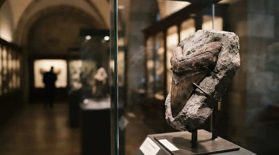 Symbolbild: Phyletisches Museum Jena: Fossilien-Spezialführung