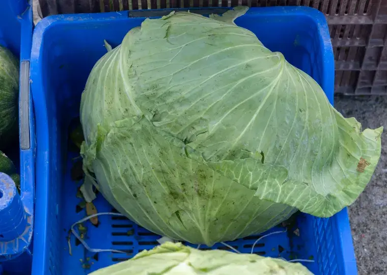 Symbolbild: Jenaer Wochenmarkt: Frische Vielfalt und wichtige Tipps