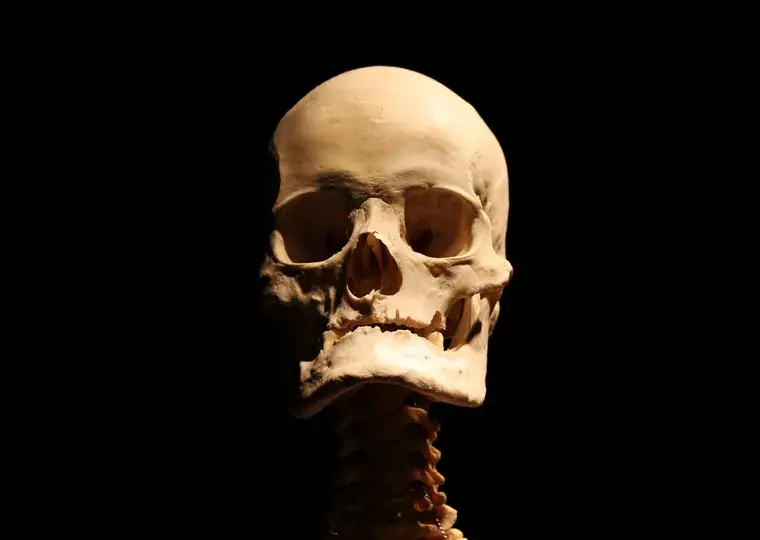 Symbolbild: Anatomische Sammlung Jena: Einblicke in den menschlichen Körper
